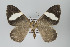  ( - GeoCR 27352)  @11 [ ] Copyright (2010) Unspecified Institut fuer Spezielle Zoologie und Evolutionsbiologie, Friedrich-Schiller Universitat Jena