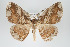  ( - GeoCR 29492)  @11 [ ] Copyright (2010) Unspecified Institut fuer Spezielle Zoologie und Evolutionsbiologie, Friedrich-Schiller Universitat Jena