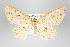  (Cyclophora griseomixta - GeoCR 30250)  @13 [ ] Copyright (2010) Unspecified Institut fuer Spezielle Zoologie und Evolutionsbiologie, Friedrich-Schiller Universitat Jena