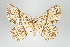  ( - GeoCR 31190)  @11 [ ] Copyright (2010) Unspecified Institut fuer Spezielle Zoologie und Evolutionsbiologie, Friedrich-Schiller Universitat Jena