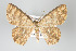  ( - GeoCR 31191)  @14 [ ] Copyright (2010) Unspecified Institut fuer Spezielle Zoologie und Evolutionsbiologie, Friedrich-Schiller Universitat Jena