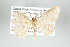  ( - GeoCR 31271)  @11 [ ] Copyright (2010) Unspecified Institut fuer Spezielle Zoologie und Evolutionsbiologie, Friedrich-Schiller Universitat Jena