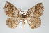  ( - GeoCR 34578)  @11 [ ] Copyright (2010) Unspecified Institut fuer Spezielle Zoologie und Evolutionsbiologie, Friedrich-Schiller Universitat Jena