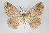  ( - GeoCR 34579)  @11 [ ] Copyright (2010) Unspecified Institut fuer Spezielle Zoologie und Evolutionsbiologie, Friedrich-Schiller Universitat Jena