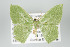  ( - GeoCR 36502)  @11 [ ] Copyright (2010) Unspecified Institut fuer Spezielle Zoologie und Evolutionsbiologie, Friedrich-Schiller Universitat Jena