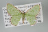  ( - GeoCR 36506)  @12 [ ] Copyright (2010) Unspecified Institut fuer Spezielle Zoologie und Evolutionsbiologie, Friedrich-Schiller Universitat Jena