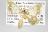  ( - GeoCR 36524)  @13 [ ] Copyright (2010) Unspecified Institut fuer Spezielle Zoologie und Evolutionsbiologie, Friedrich-Schiller Universitat Jena
