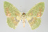  ( - GeoCR 36586)  @14 [ ] Copyright (2010) Unspecified Institut fuer Spezielle Zoologie und Evolutionsbiologie, Friedrich-Schiller Universitat Jena