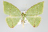  (Phyle aspilotos - GeoCR 36591)  @11 [ ] Copyright (2010) Unspecified Institut fuer Spezielle Zoologie und Evolutionsbiologie, Friedrich-Schiller Universitat Jena