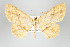  ( - GeoCR 37521)  @11 [ ] Copyright (2010) Unspecified Institut fuer Spezielle Zoologie und Evolutionsbiologie, Friedrich-Schiller Universitat Jena