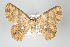  ( - GeoCR 37522)  @14 [ ] Copyright (2010) Unspecified Institut fuer Spezielle Zoologie und Evolutionsbiologie, Friedrich-Schiller Universitat Jena