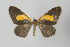  ( - Callipia-gb 0102)  @11 [ ] Copyright (2010) Unspecified Institut fuer Spezielle Zoologie und Evolutionsbiologie, Friedrich-Schiller Universitat Jena