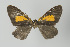  ( - Callipia-gb 0152)  @11 [ ] Copyright (2010) Unspecified Institut fuer Spezielle Zoologie und Evolutionsbiologie, Friedrich-Schiller Universitat Jena