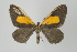  (Callipia hiltae - Callipia-gb 0153)  @14 [ ] Copyright (2010) Unspecified Institut fuer Spezielle Zoologie und Evolutionsbiologie, Friedrich-Schiller Universitat Jena