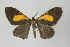  ( - Callipia-gb 0155)  @11 [ ] Copyright (2010) Unspecified Institut fuer Spezielle Zoologie und Evolutionsbiologie, Friedrich-Schiller Universitat Jena