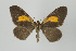  ( - Callipia-gb 0156)  @11 [ ] Copyright (2010) Unspecified Institut fuer Spezielle Zoologie und Evolutionsbiologie, Friedrich-Schiller Universitat Jena