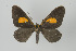  ( - Callipia-gb 0157)  @11 [ ] Copyright (2010) Unspecified Institut fuer Spezielle Zoologie und Evolutionsbiologie, Friedrich-Schiller Universitat Jena