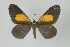  ( - Callipia-gb 0158)  @11 [ ] Copyright (2010) Unspecified Institut fuer Spezielle Zoologie und Evolutionsbiologie, Friedrich-Schiller Universitat Jena