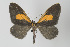  (Callipia occulta - Callipia-gb 0159)  @14 [ ] Copyright (2010) Unspecified Institut fuer Spezielle Zoologie und Evolutionsbiologie, Friedrich-Schiller Universitat Jena
