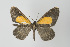  ( - Callipia-gb 0160)  @13 [ ] Copyright (2010) Unspecified Institut fuer Spezielle Zoologie und Evolutionsbiologie, Friedrich-Schiller Universitat Jena
