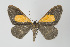  ( - Callipia-gb 0161)  @11 [ ] Copyright (2010) Unspecified Institut fuer Spezielle Zoologie und Evolutionsbiologie, Friedrich-Schiller Universitat Jena