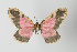  ( - Callipia-gb 0167)  @11 [ ] Copyright (2010) Unspecified Institut fuer Spezielle Zoologie und Evolutionsbiologie, Friedrich-Schiller Universitat Jena