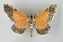  ( - Callipia-gb 0174)  @11 [ ] Copyright (2010) Unspecified Institut fuer Spezielle Zoologie und Evolutionsbiologie, Friedrich-Schiller Universitat Jena