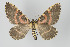  (Callipia balteata - Callipia-gb 0189)  @11 [ ] Copyright (2010) Unspecified Institut fuer Spezielle Zoologie und Evolutionsbiologie, Friedrich-Schiller Universitat Jena