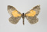  (Callipia rougeriei - Callipia-gb 0192)  @14 [ ] Copyright (2010) Unspecified Institut fuer Spezielle Zoologie und Evolutionsbiologie, Friedrich-Schiller Universitat Jena