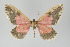  ( - Callipia-gb 0350)  @11 [ ] Copyright (2010) Unspecified Institut fuer Spezielle Zoologie und Evolutionsbiologie, Friedrich-Schiller Universitat Jena