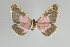  (Callipia millleri - Callipia-gb 0370)  @14 [ ] Copyright (2010) Unspecified Institut fuer Spezielle Zoologie und Evolutionsbiologie, Friedrich-Schiller Universitat Jena