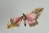  ( - Callipia-gb 0371)  @13 [ ] Copyright (2010) Unspecified Institut fuer Spezielle Zoologie und Evolutionsbiologie, Friedrich-Schiller Universitat Jena