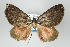  ( - ID 10383)  @11 [ ] Copyright (2010) Unspecified Institut fuer Spezielle Zoologie und Evolutionsbiologie, Friedrich-Schiller Universitat Jena