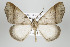  (Mychonia galanata - ID 15884)  @15 [ ] Copyright (2010) Unspecified Institut fuer Spezielle Zoologie und Evolutionsbiologie, Friedrich-Schiller Universitat Jena