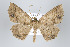  (Isochromodes bermeja - ID 15892)  @14 [ ] Copyright (2010) Unspecified Institut fuer Spezielle Zoologie und Evolutionsbiologie, Friedrich-Schiller Universitat Jena