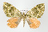  (Spargania nr. flavolimbaroides - ID 15902)  @14 [ ] Copyright (2010) Unspecified Institut fuer Spezielle Zoologie und Evolutionsbiologie, Friedrich-Schiller Universitat Jena