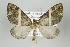  ( - ID 15905)  @15 [ ] Copyright (2010) Unspecified Institut fuer Spezielle Zoologie und Evolutionsbiologie, Friedrich-Schiller Universitat Jena
