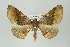  (Pero plenilunata - ID 15981)  @15 [ ] Copyright (2010) Unspecified Institut fuer Spezielle Zoologie und Evolutionsbiologie, Friedrich-Schiller Universitat Jena