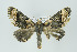  ( - ID 16019)  @14 [ ] Copyright (2010) Unspecified Institut fuer Spezielle Zoologie und Evolutionsbiologie, Friedrich-Schiller Universitat Jena