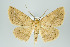  ( - ID 16021)  @14 [ ] Copyright (2010) Unspecified Institut fuer Spezielle Zoologie und Evolutionsbiologie, Friedrich-Schiller Universitat Jena
