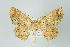  (Isochromodes polvoreata - ID 16043)  @14 [ ] Copyright (2010) Unspecified Institut fuer Spezielle Zoologie und Evolutionsbiologie, Friedrich-Schiller Universitat Jena