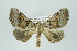  ( - ID 16045)  @14 [ ] Copyright (2010) Unspecified Institut fuer Spezielle Zoologie und Evolutionsbiologie, Friedrich-Schiller Universitat Jena