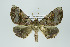  ( - ID 16070)  @15 [ ] Copyright (2010) Unspecified Institut fuer Spezielle Zoologie und Evolutionsbiologie, Friedrich-Schiller Universitat Jena