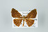  ( - ID 16080)  @14 [ ] Copyright (2010) Unspecified Institut fuer Spezielle Zoologie und Evolutionsbiologie, Friedrich-Schiller Universitat Jena