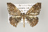  ( - ID 16101)  @14 [ ] Copyright (2010) Gunnar Brehm Institut fuer Spezielle Zoologie und Evolutionsbiologie, Friedrich-Schiller Universitat Jena