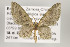 (Eupithecia acragas - ID 16120)  @15 [ ] Copyright (2010) Gunnar Brehm Institut fuer Spezielle Zoologie und Evolutionsbiologie, Friedrich-Schiller Universitat Jena