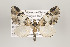  ( - ID 16125)  @14 [ ] Copyright (2010) Gunnar Brehm Institut fuer Spezielle Zoologie und Evolutionsbiologie, Friedrich-Schiller Universitat Jena