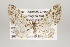  ( - ID 16129)  @14 [ ] Copyright (2010) Gunnar Brehm Institut fuer Spezielle Zoologie und Evolutionsbiologie, Friedrich-Schiller Universitat Jena
