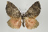  ( - ID 16138)  @14 [ ] Copyright (2010) Gunnar Brehm Institut fuer Spezielle Zoologie und Evolutionsbiologie, Friedrich-Schiller Universitat Jena