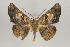  ( - ID 16141)  @15 [ ] Copyright (2010) Gunnar Brehm Institut fuer Spezielle Zoologie und Evolutionsbiologie, Friedrich-Schiller Universitat Jena